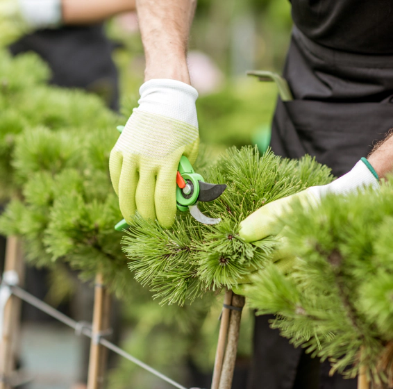 ornamental tree pruning (1)