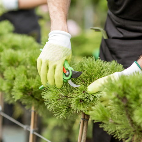 ornamental tree pruning