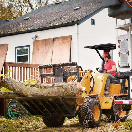 removing hazardous tree in the property
