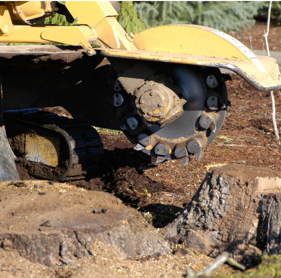stump grinding (1)