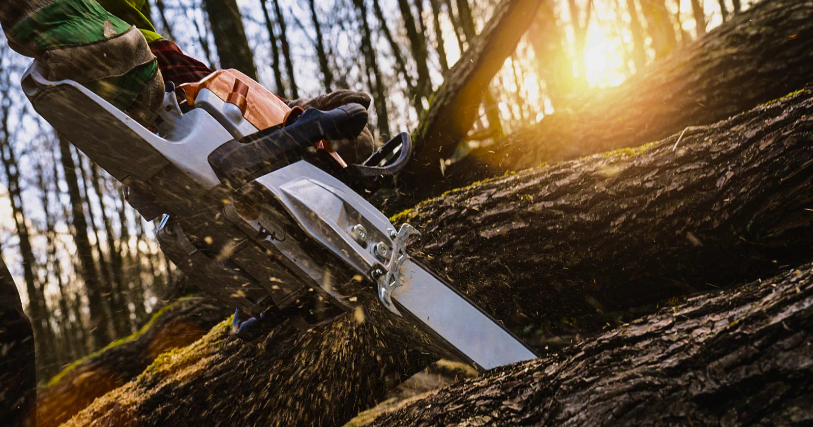 tree removal service