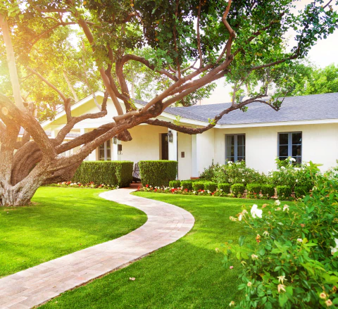 beautiful front yard with plants and trees